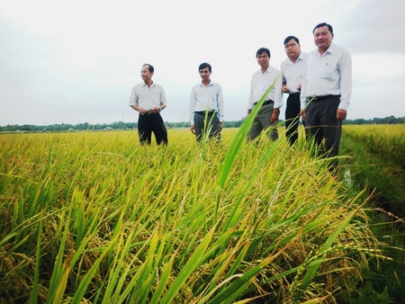 Giống lúa BC15 do kỹ sư Nguyễn Thị Hồng Nga chuyển giao kỹ thuật phát triển tốt đồng ruộng Cầu Ngang (Trà Vinh).