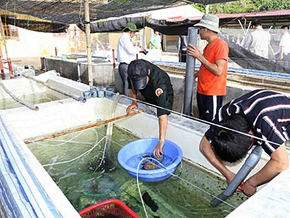 Cán bộ Viện Nghiên cứu hải sản nhân giống bào ngư trên đảo Bạch Long Vĩ. Ảnh: DUY THÍNH