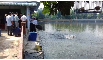 Ao nuôi cá thát lát cườm ghép cá sặc rằn ở huyện Cái Bè.