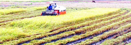 Nông nghiệp Vĩnh Long đạt được những thành tựu quan trọng sau 40 năm xây dựng và phát triển. 