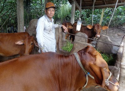 Ông Nguyễn Văn Hai ở xã Tân Long đã nuôi được bò giống chất lượng cao- mô hình cần nhân rộng để tăng thu nhập cho nông dân.