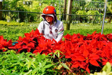 Trạng nguyên đỏ rực tại vườn với giá 60.000- 65.000 đồng/chậu.