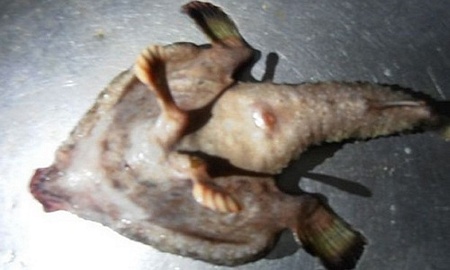 Phần chân chia làm nhiều ngón của sinh vật lạ ở Caribe. Ảnh: Wessex News Agency.