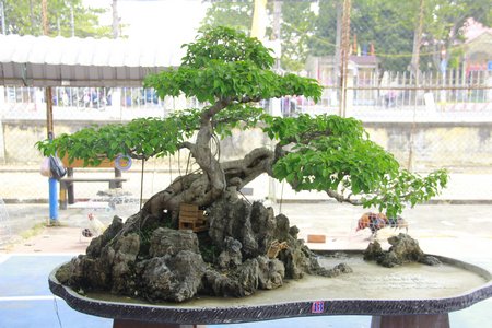 Tác phẩm đạt giải vàng ở thể loại bonsai trung.