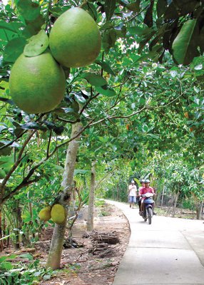 Đường nông thôn ở xã Phú Thành xum xuê cây trái.