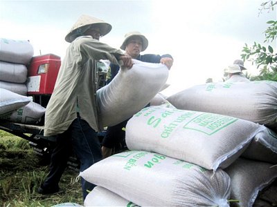  Chỉ trong năm ngày gần đây, giá lúa gạo nội địa tại ĐBSCL đã tăng 300-350 đồng/kg. Trong ảnh là nông dân ĐBSCL đang thu hoạch lúa. Ảnh: TL TBKTSG
