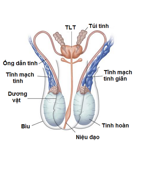 Giãn mạch tinh ở thiếu niên thường xảy ra ở bên trái.