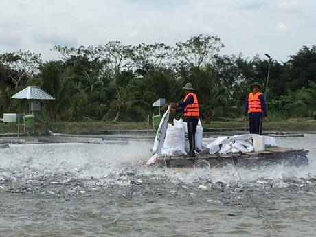 Nuôi cá tra áp dụng công nghệ tiên tiến tại Trại nuôi cá Phú Thuận, Hậu Giang. (Ảnh: Hoàng Thị Hoa/Vietnam+)