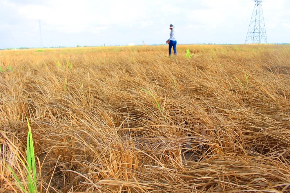 Sau một thời gian dài hứng chịu khô-mặn, các cánh đồng lúa ở huyện Vĩnh Lợi, tỉnh Bạc Liêu chỉ còn lại một màu đất “chết,” khô khốc. (Ảnh: Hùng Võ/Vietnam+)