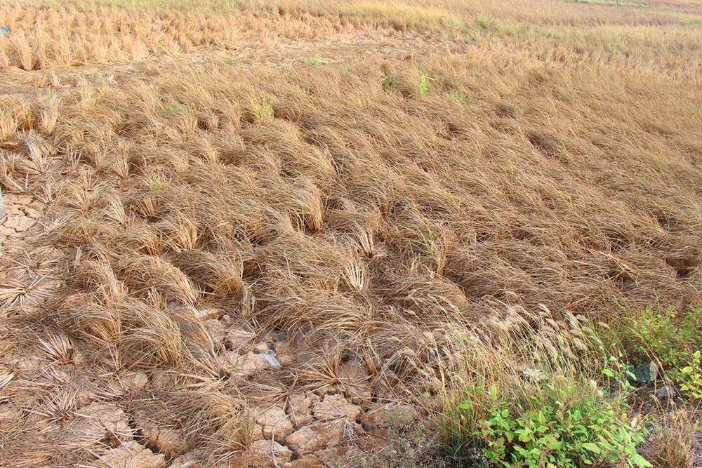 Theo đánh giá của ngành chức năng huyện Vĩnh Lợi, hiện nay trên địa bàn đã có hơn 12.000ha lúa bị thiệt hại do khô, mặn kéo dài. (Ảnh: Hùng Võ/Vietnam+)