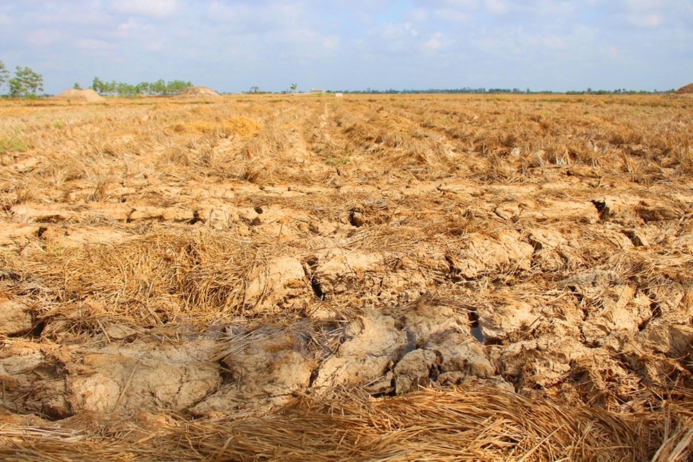 Nhiều cánh đồng lúa ở tỉnh Cà Mau cũng đã mất đi sự sống. (Ảnh: Hùng Võ/Vietnam+)