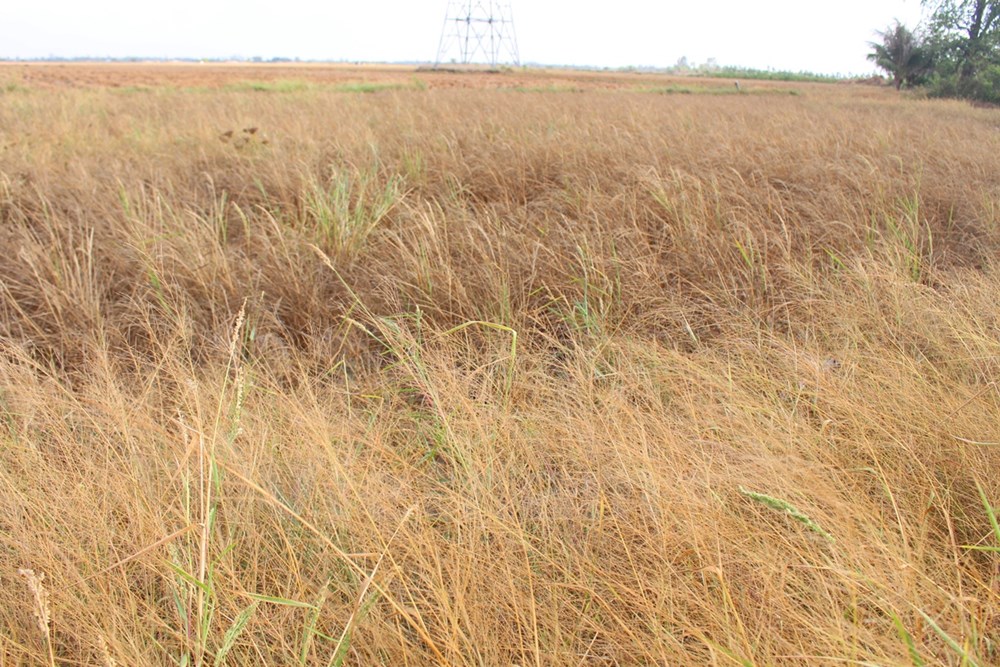 Những cánh đồng lúa của huyện Ba Tri, tỉnh Bến Tre nay cũng đã bị khô cháy. (Ảnh: Hùng Võ/Vietnam+)