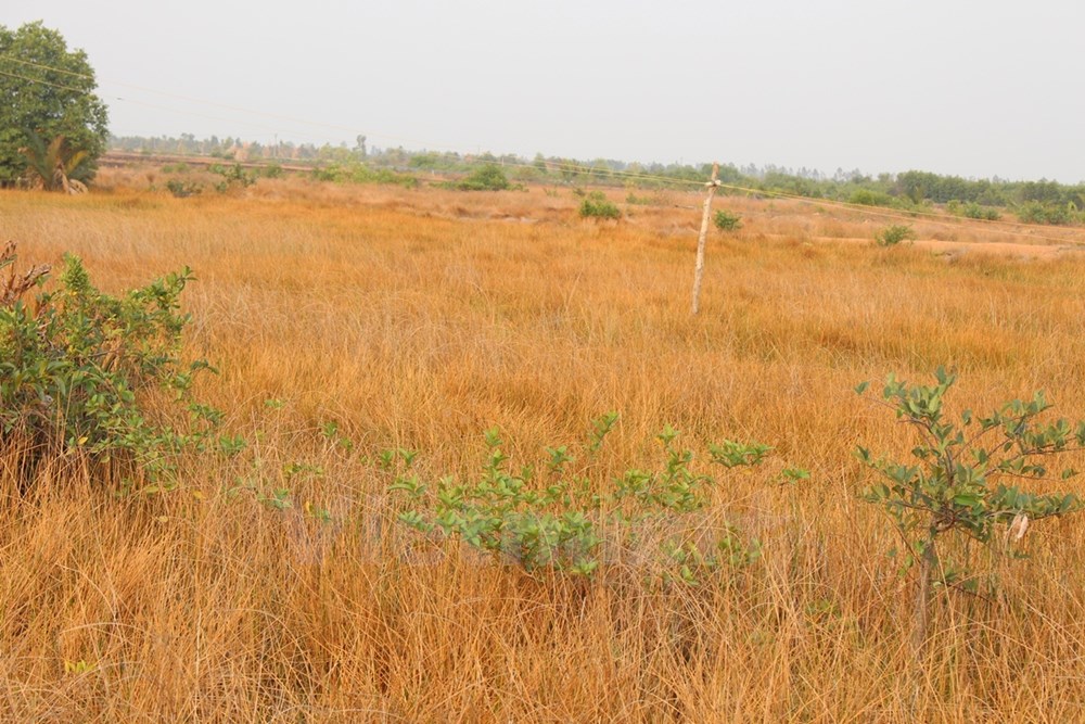 Tại thị xã Hà Tiên, tỉnh Kiên Giang, không những cánh đồng lúa bị ảnh hưởng mà các loại cây trồng khác cũng bị chết khô do nắng nóng. (Ảnh: Hùng Võ/Vietnam+)