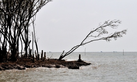 Hàng chục héc-ta cây rừng phòng hộ xung yếu ven biển từng phút, từng giờ bị sóng biển cuốn trôi.