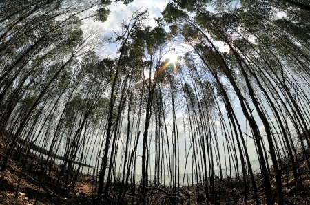 Những mảng rừng phòng hộ rất xung yếu hơn 15 năm tuổi có nguy cơ biến mất trong thời gian không xa.