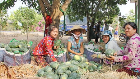 Người dân vùng biển Thạnh Phú thu hoạch dưa hấu. Năm nay do nắng nóng nên năng suất thấp hơn 0,5 tấn/ha so mọi năm.