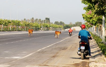 Những con bò “ung dung” đi trên đường Võ Văn Kiệt.