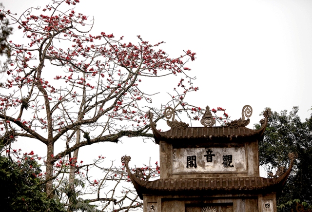 Hoa gạo như một điểm nhấn trong khung cảnh hữu tình của cảnh vật Hương Sơn.