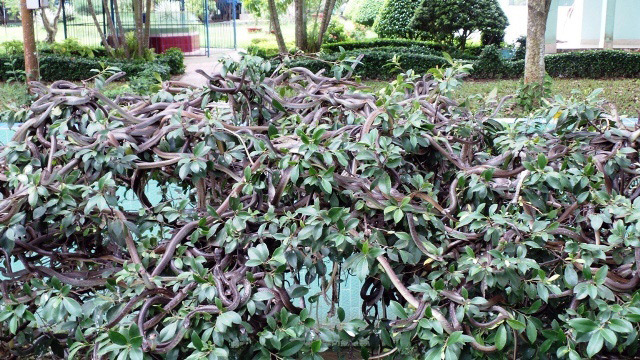 Hàng trăm con rắn đu trên nhánh cây ở Trại rắn Đồng Tâm