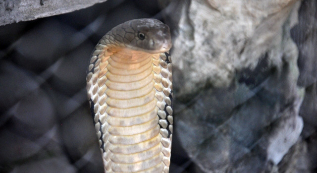 ​Trại rắn Đồng Tâm có nhiều loài rắn qúy hiếm như: Mai gầm, hổ đất, hổ mang chúa, cạp nia… Nổi tiếng nhất và được xem là “con cưng” của trại là loài hổ mang chúa.