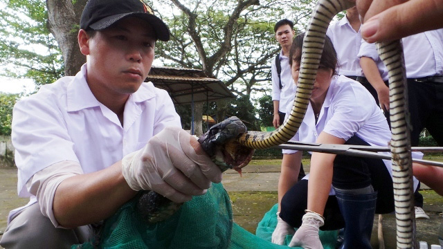 ​Cận cảnh chăm sóc rắn hổ mang chúa bị khâu miệng bằng dây thép ở trại