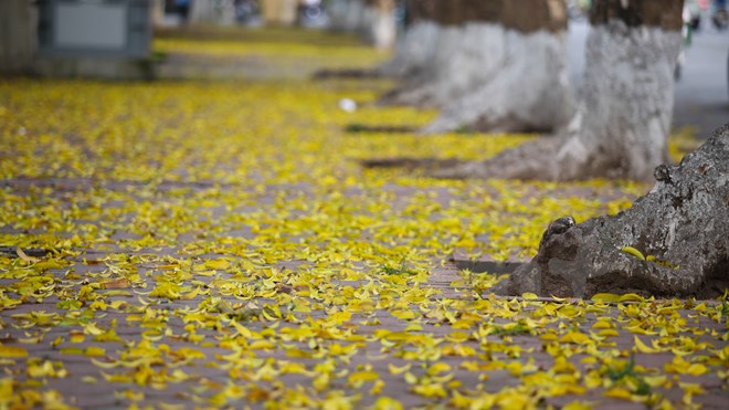 Nếu bạn đến Hà Nội vào những ngày này, bạn sẽ không thể bỏ qua những góc phổ trải đầy lá sấu vàng ươm. (Ảnh: Minh Sơn/Vietnam+)