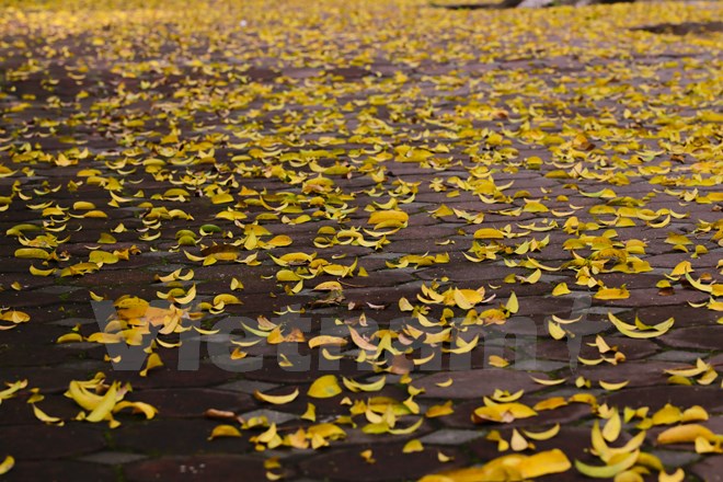 Nắng tháng Năm đặc sánh như mật ong, gió nhè nhẹ đùa mái tóc và thành phố tự bao giờ đã vào một mùa lá đổ. (Ảnh: Minh Sơn/Vietnam+)