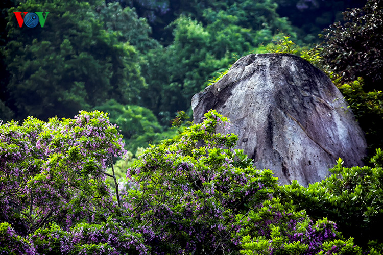 Thì nay cây đã trổ hoa tím ngắt tạo khung cảnh lãng mạn trong Khu bảo tồn thiên nhiên Sơn Trà.