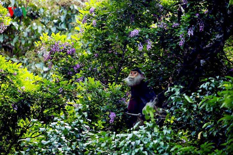 Mùa này, hoa và ngọn non cây Thàn Mát là thức ăn của loài linh trưởng đặc hữu ở Sơn Trà- voọc Chà vá chân nâu. Trong ảnh là chú voọc đầu đàn say sưa ngắm hoa trước khi ăn hoa và lá cây.
