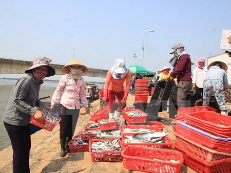 Thương lái thu mua cá tại Cảng cá Cửa Tùng, Quảng Trị. (Ảnh: Thanh Thủy/TTXVN)