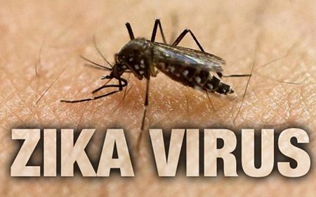 Hình minh họa: 500 triệu người tại châu Mỹ có nguy cơ nhiễm Zika.