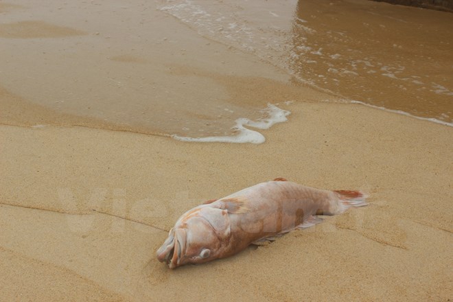 Cá chết ở ven biển miền Trung. (Ảnh: PV/Vietnam+)