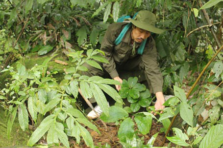 Lương y Phạm Văn Thanh đi tìm thuốc trong rừng