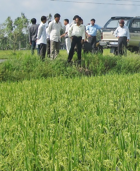 Chương trình giống đã có tác động tích cực đối với phát triển sản xuất lúa.