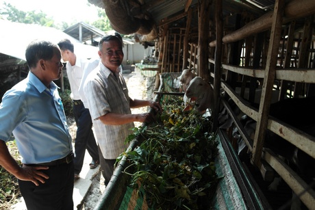 Hội Nông dân tỉnh Vĩnh Long tham quan mô hình nuôi dê ở Thành Đông đang ăn nên làm ra. 