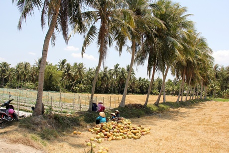 Theo Trung tâm khuyến nông- Khuyến ngư Bến Tre, cây dừa chịu được mặn từ 4-5‰, nếu nhiễm mặn thường xuyên hơn 5‰, trái dừa sẽ nhỏ lại. Độ mặn cao hơn nữa, dừa sẽ không có trái.