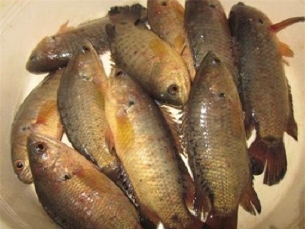 Cá rô được chọn để kho thường là những con còn tươi rói và có trọng lượng từ 150 – 200 gram/con. 