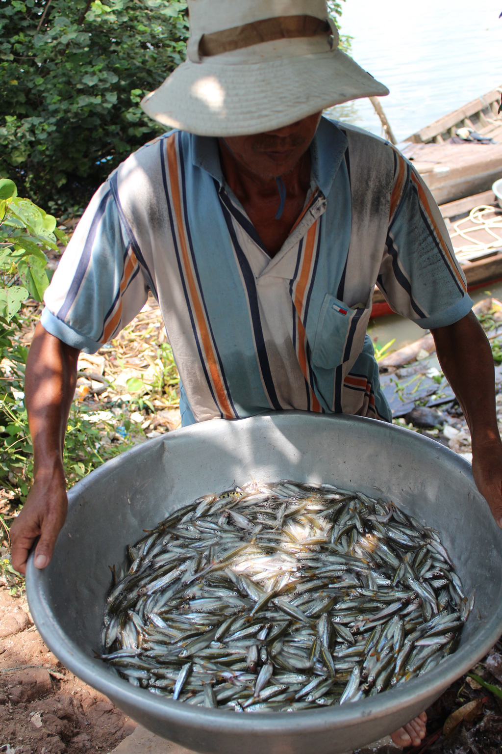 Sau cả đêm vất cả giăng lưới trên sông Hậu, ông Nguyễn Văn Diều, 60 tuổi, ngư dân ở xóm Đáy, xã Mỹ Hoà, thị xã Bình Minh, Vĩnh Long thu được hơn 2 kg cá lòng tong, không có một con cá lớn.