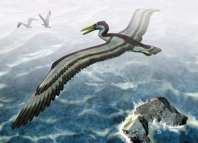 Ảnh minh họa về loài chim khổng lồ pelagornithid. (Nguồn: livescience.com)