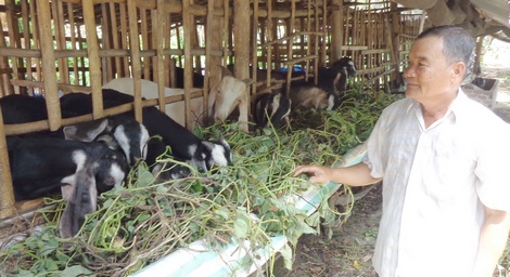 Ông Trần Văn Hùm ở xã NTM Thành Đông đầu tư hàng trăm triệu đồng phát triển trang trại chăn nuôi dê cho gia đình.
