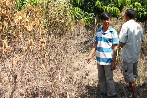 Nhiều diện tích vườn cây ăn trái ở cồn Thanh Long (xã Quới Thiện) bị ảnh hưởng xâm nhập mặn.