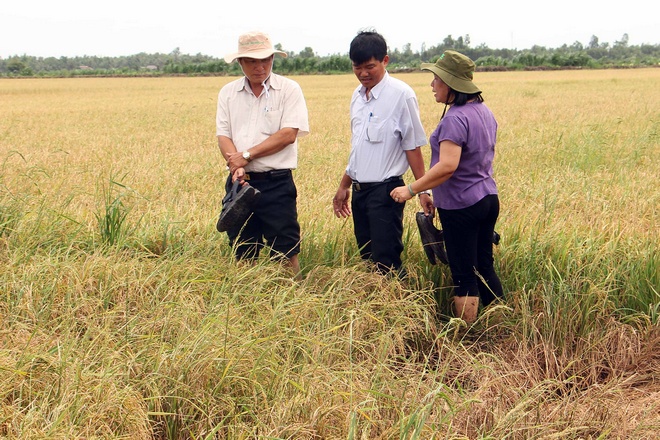 Khảo sát thực tế một cánh đồng ảnh hưởng mặn, hạn hán và nhiễm phèn khiến lúa giảm năng suất nghiêm trọng thuộc ấp Ninh Thuận (xã Thới Hòa).