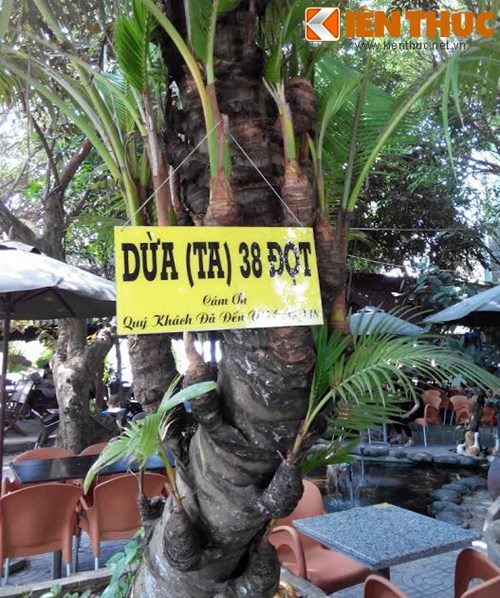 Cây dừa 38 ngọn trong quán cà phê 388 (Khu dân cư Hồng Phát, phường An Bình, quận Ninh Kiều, TP. Cần Thơ) khiến ai ai cũng ngạc nhiên về độ độc lạ của nó. Trên thân chính của cây tua tủa những 