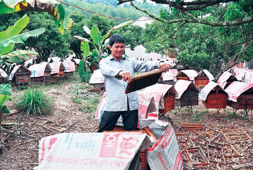 Anh Sáu đang kiểm tra chất lượng các thùng ong tại trang trại ong ở xã Yên Định, huyện Sơn Động (Bắc Giang). Ảnh: Trần Quang