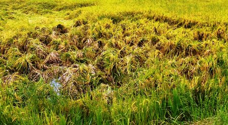 Một số hộ đã chủ động buộc túm lúa như thế này để dễ thu hoạch và hạn chế hao hụt.