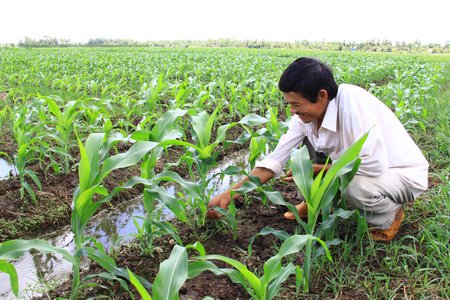 Mô hình xen canh lúa màu của anh Trần Văn Dũng đạt hiệu quả kinh tế rất cao.