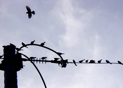 Đàn chim sẻ lắng nghe tiếng gọi bầy từ điện thoại di động.
