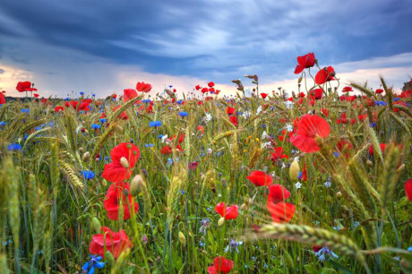 Những bông hoa mùa hè hoa nở rộ trên cánh đồng ở gần bờ biển phía bắc của Estonia. Quận Harju nằm trên vịnh Phần Lan, là nơi đông dân nhất của Estonia, có Vườn quốc gia Lahemaa, công viên quốc gia đầu tiên thuộc Liên Xô cũ. (Nguồn: Nat Geo)