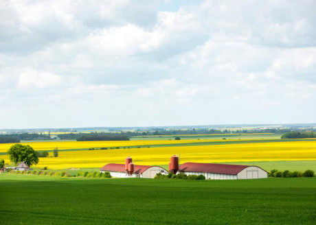Sắc vàng và xanh lá cây bao phủ cả cánh đồng ở một trang trại tại Eure-et-Loir, miền bắc nước Pháp. Khu vực này là nơi sản xuất nông nghiệp, chủ yếu là ngũ cốc. (Nguồn: Nat Geo)