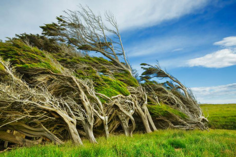 Những rặng cây rạp về một phía do không chịu được những đợt gió mạnh trên dốc Point ở đảo Nam của New Zealand. Slope Point là điểm cực Nam trên đảo và thường xuyên đối mặt những cơn gió mạnh nhất thế giới. Những cơn gió ấy đã làm cho hầu hết cây cối thường xuyên bị xô đẩy và cuối cùng bị biến hình theo chiều di chuyển của chúng. (Nguồn: Nat Geo)
